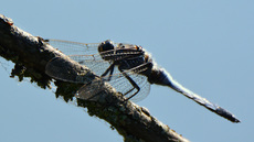 Blaugrüne Mosaikjungfer (6).jpg